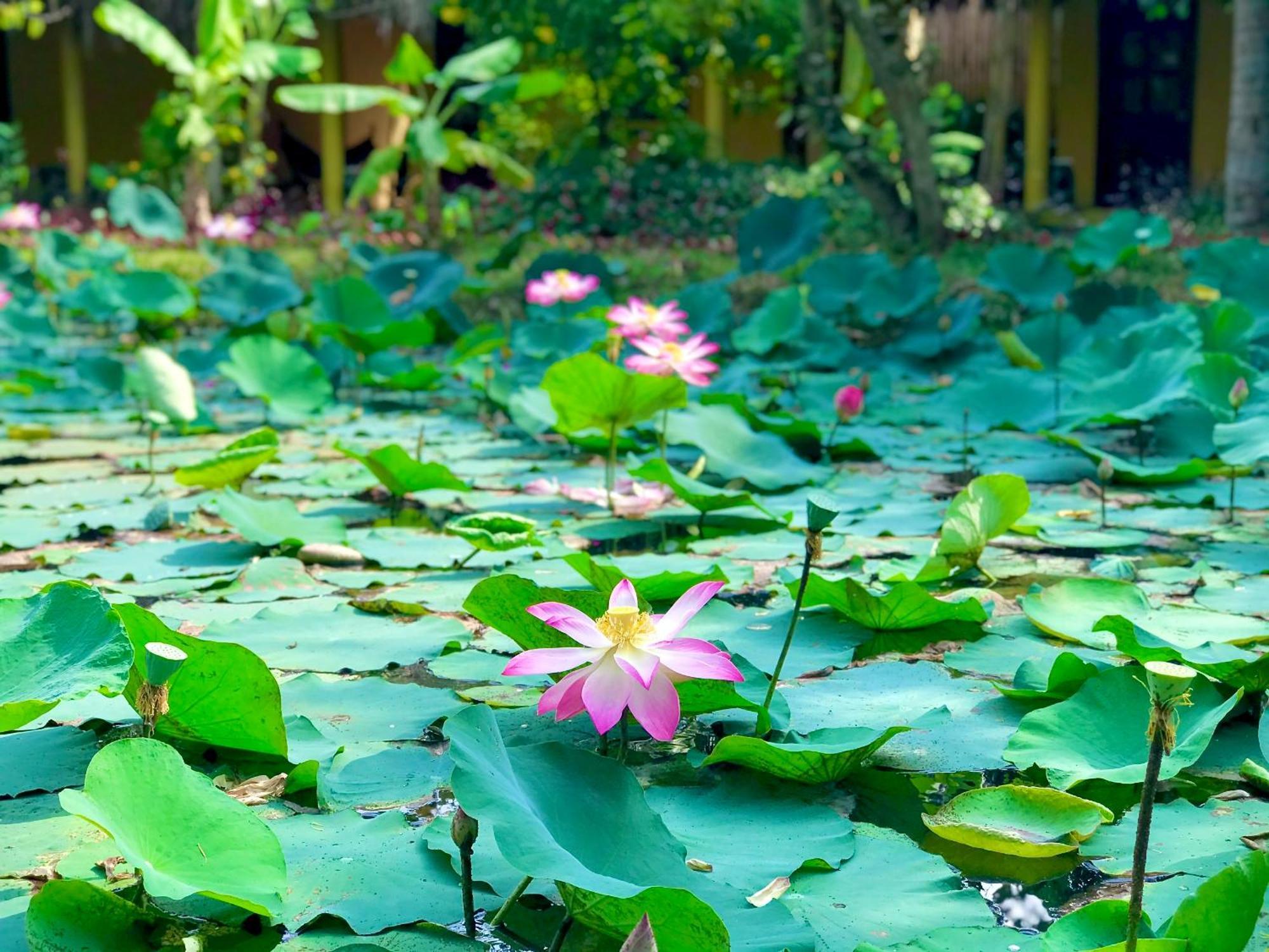 Mango Home Riverside Ben Tre Eksteriør billede